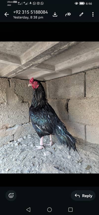 Lasani mushka for Sale. .