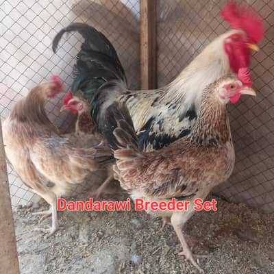 Dandarawi hen set and white heavy buff female