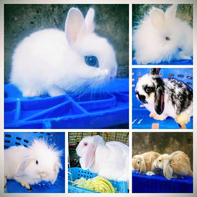 Hotot, Lop, New Zealand White, Angora - Islamabad