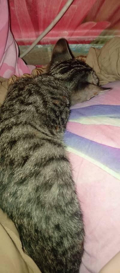 Cute kitten 1 picture 2 mother female 2 picture 1 yare female 3 mothe