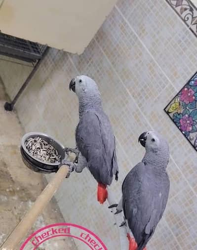 African grey parrot for sale