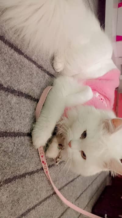 White Persian Cat – Playful & Vaccinated