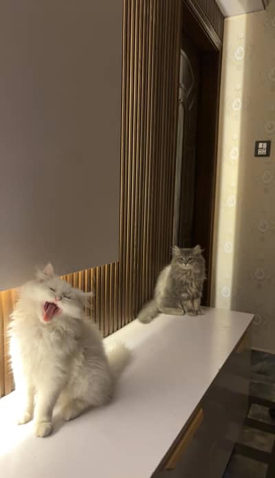 2 male Persian adult cat