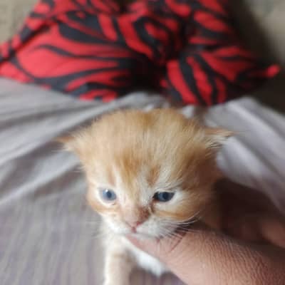 Persian Cat 1 Month Cute Kittens for Sale | Healthy & Playful