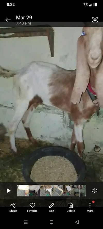 Best bakri 4 dat or us ka bacha bi ha