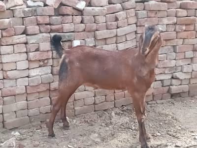 quarbani wala bkra for sale