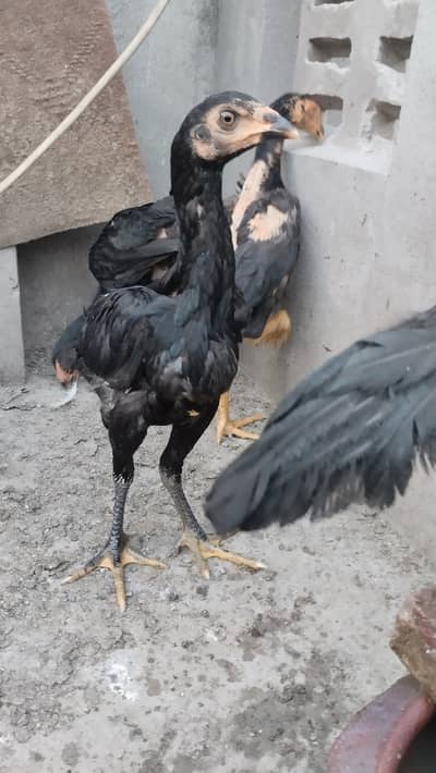 Aseel Chicks Thai for Sale