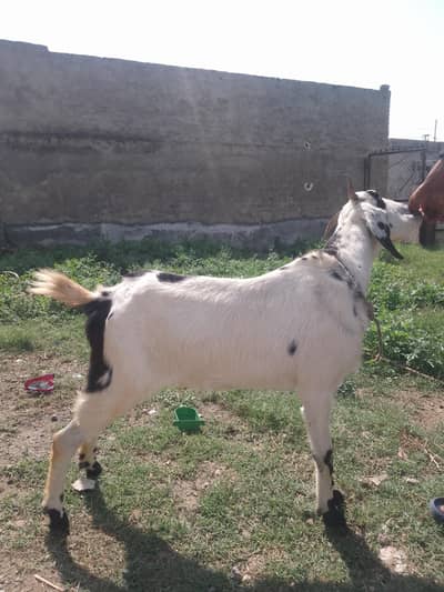 Desi mixture goat ha 03199460558