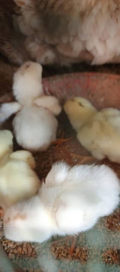 aseel murghi with 4 chicks