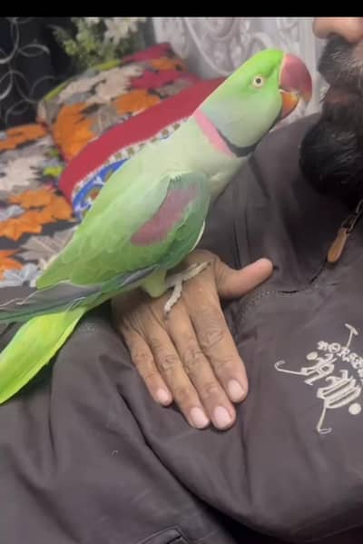 Pahari/raw/Alexander 03190150180