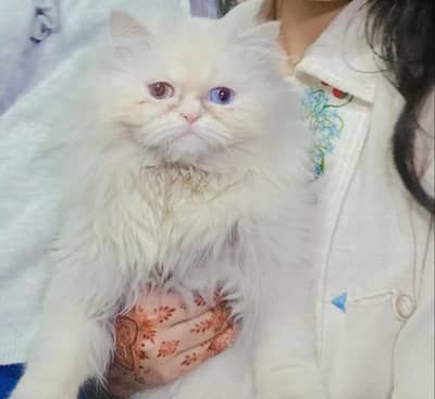 piki Punch face triple coated  odd eyes