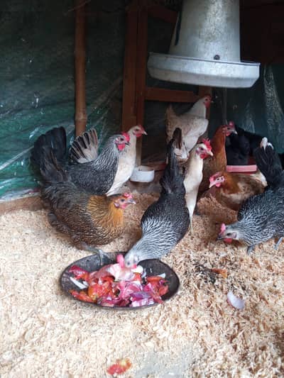 Golden Misri Desi hens | Desi murgi Egg laying