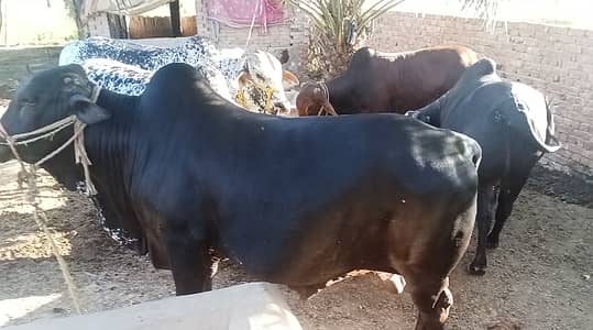 Bulls/Buchrey For Sale Qurbani Bulls 2026 Best