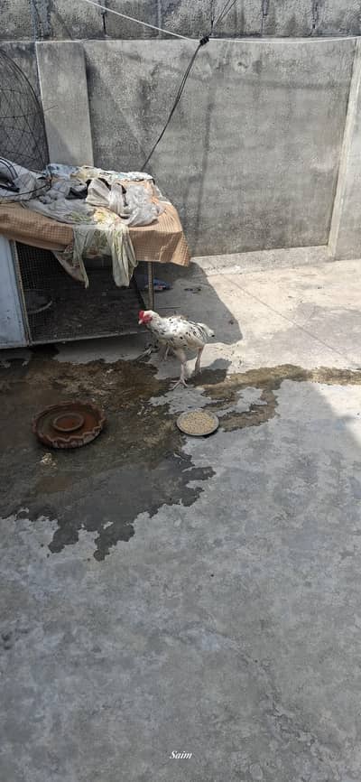 Aseel pair for sale healthy and active only seruous buy contact