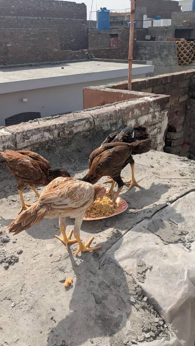 Healthy and active aseel chicks