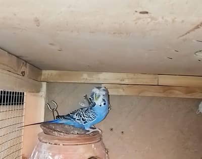 hogoromo males and King size pairs for sale whatsapp 03052645299