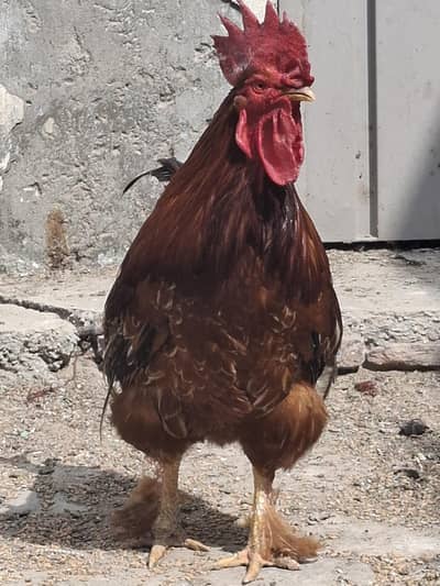 Male Breeder For Sale