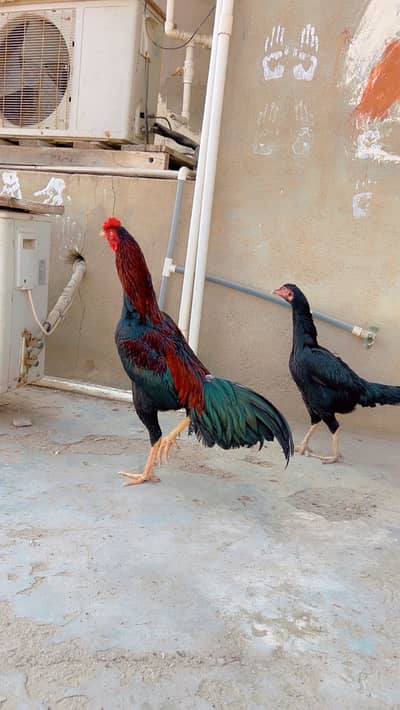 Aseel murga murgi pair