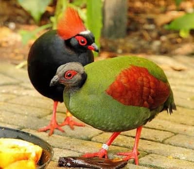 Roul Roul partridge breeder pair