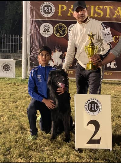 Pink Pedigree Black Shephered For Sale