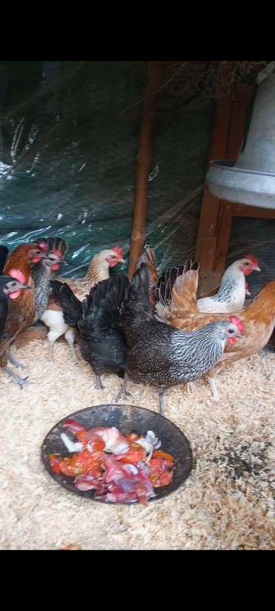 Golden Misri Hens | Desi hens Egg laying | Desi anda wali murgia murga