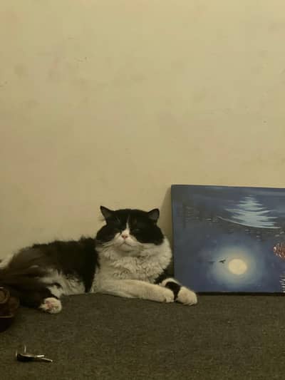 persian extreme punch male stud cat for sale