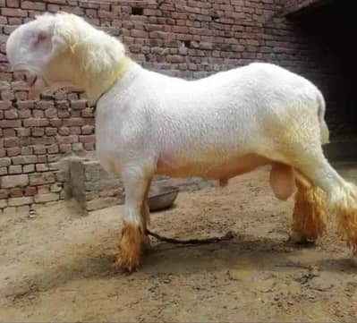 chatra / kajla / sheep / Mundra / Bakra / Desi chatra / dumba / Bakra