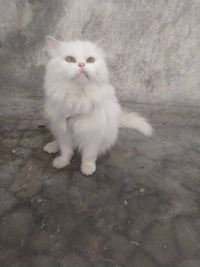 parshain cat