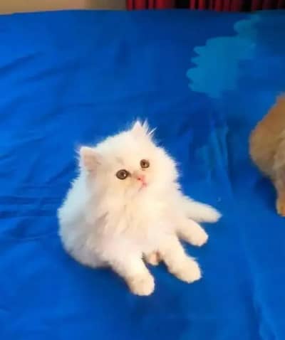 Persian female kitten for sale delivery available all Pakistan
