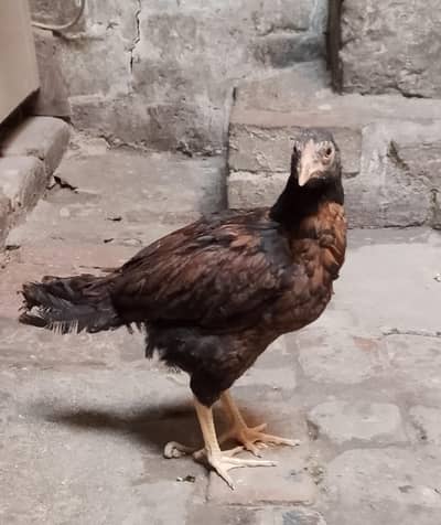 2 female ashlil cheeks for sale mujhe paison ki jarurat hai