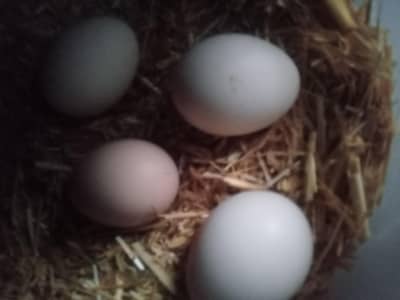 feetile aseel hens eggs
