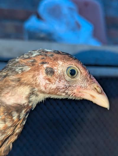 Black lakha blue eyes, permooz long height Aseel