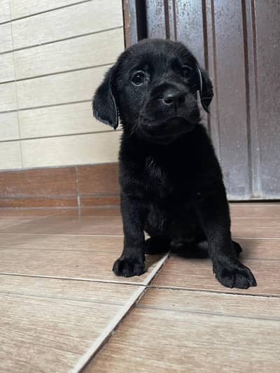 Labrador puppy