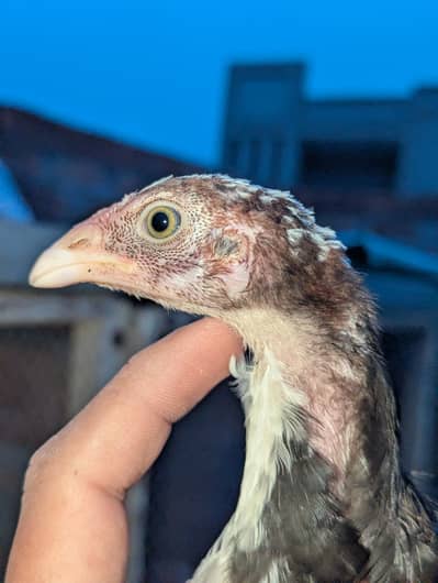 blue eyes permoz long height madi 3 month age