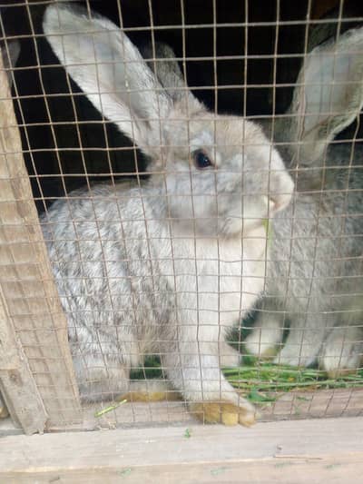 Flemish Giant Rabbit Bunnies Only Femal Available 3 Month