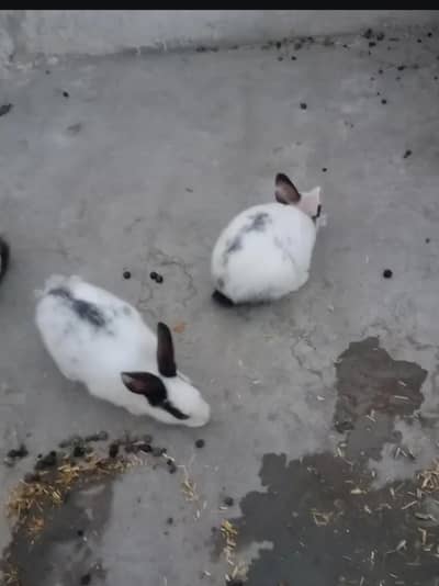 adult rabbits