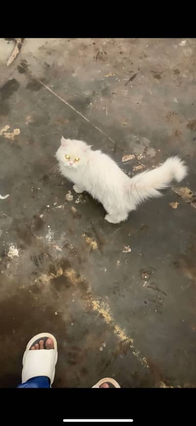 Persian cat for sale