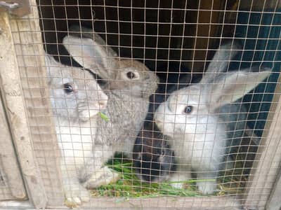 Flemish Giant Rabbit Bunnies Only Femal Available 3 Month
