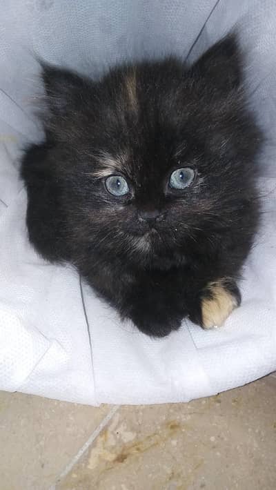 Persian cat triple coated