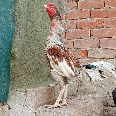 Aseel Murga | Breeder Aseel Pair | Aseel Murga | Saleeti Cheena