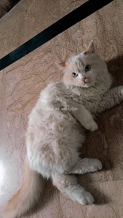 Persian kitten for sale