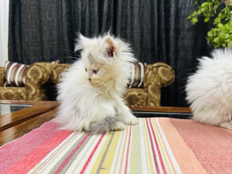 Persion cat 3