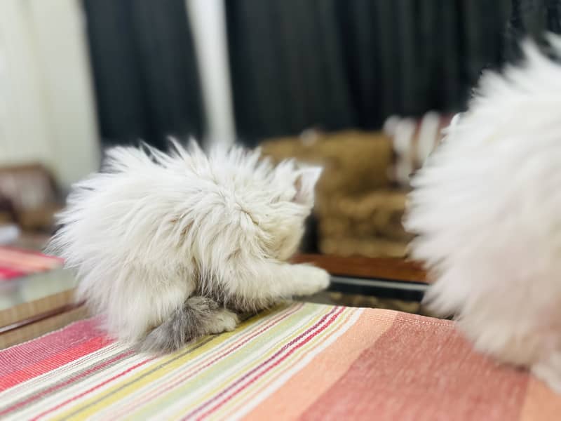 Persion cat 4