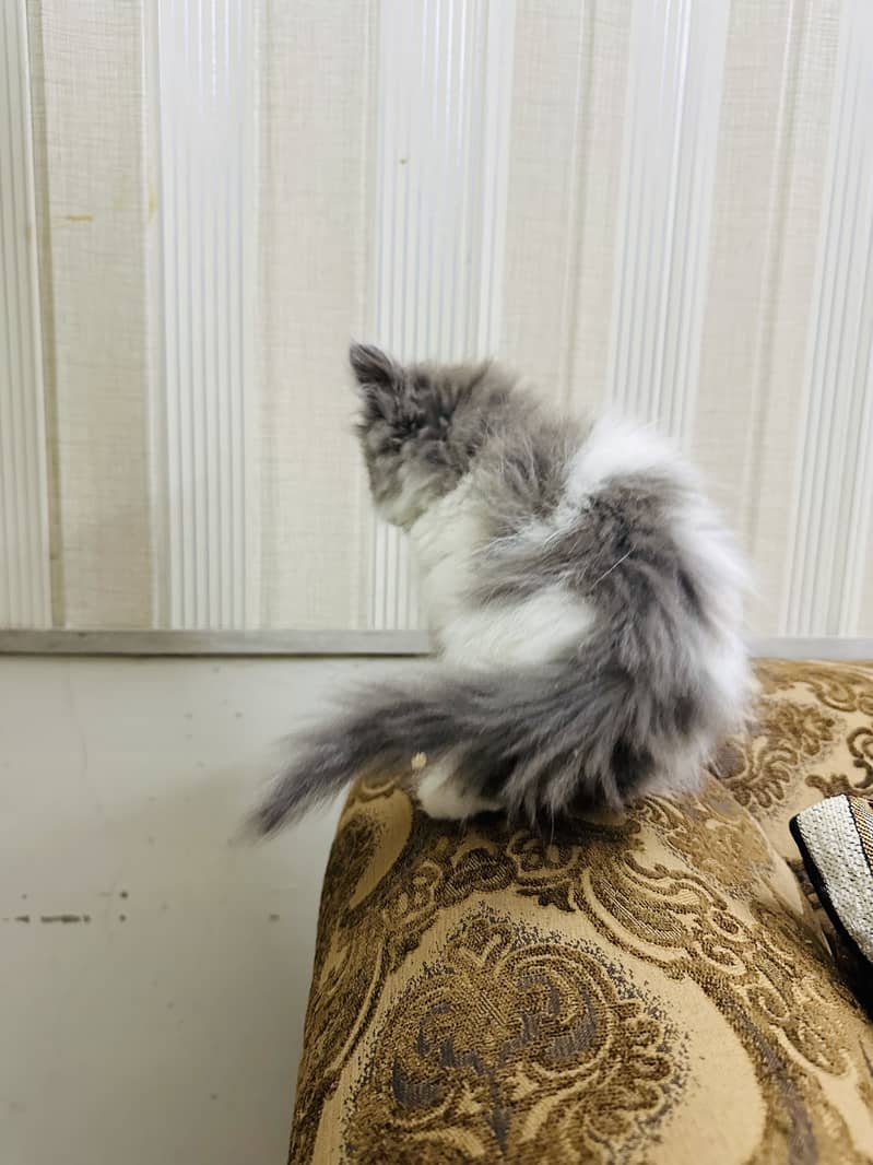 Persion cat 7