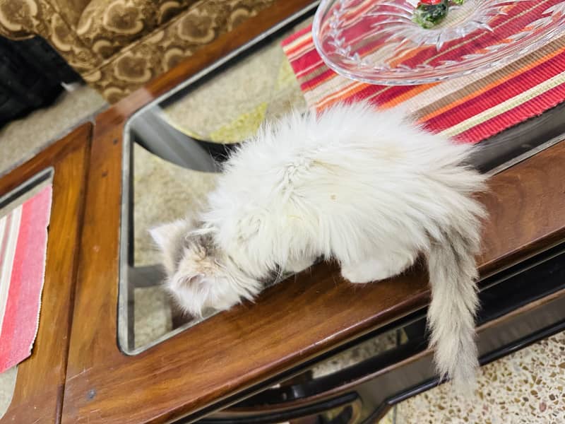 Persion cat 9