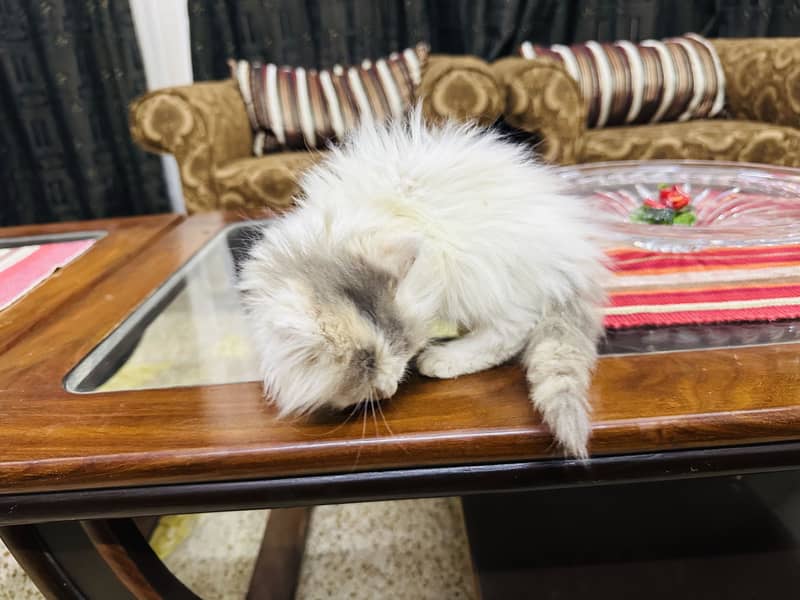 Persion cat 10