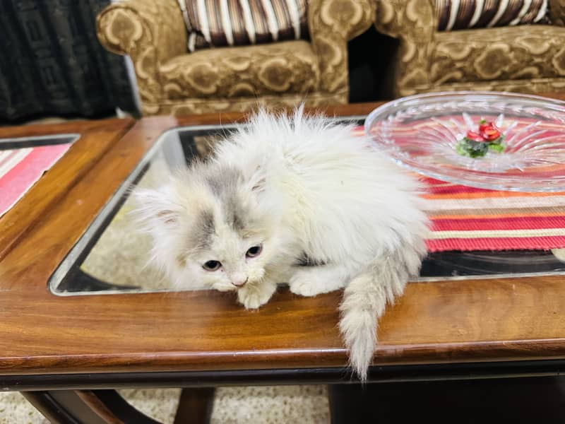 Persion cat 11
