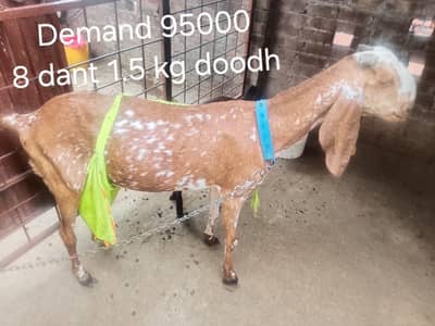 Goats Female for sale 2 female 1 year 1 female 8 dant 1 female 4 month