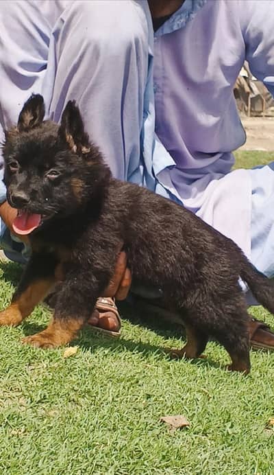 German Shepherd mail for sale