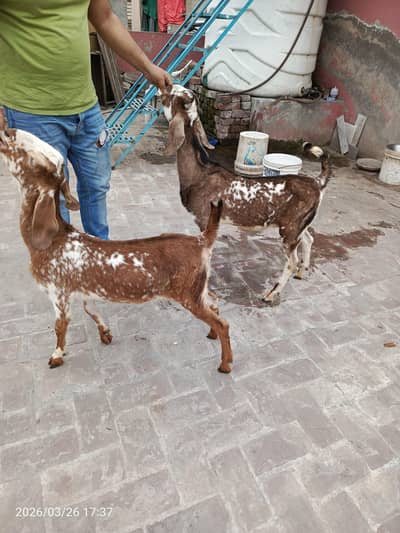 makhi cheeni bakra | kids breeder bakra Pair | Beetal Bakri bakra sall